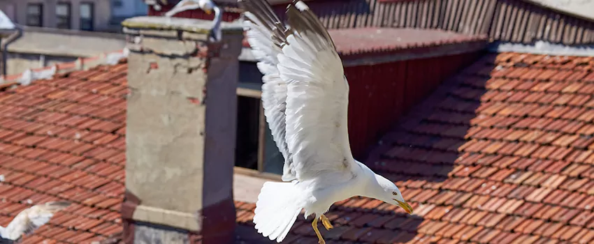 Residential Chimney Animal Removal Solution in El Cajon, CA